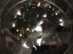 加清水泡发几个小时，一定要把木耳泡发开哦