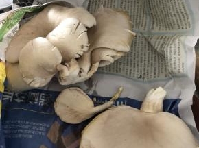 常用新鲜菌类保存小妙招：报纸！裹住就好，放到冰箱里面。