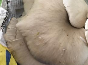 大片大片的取出来，用柔软的抹布洗干净表面，再冲刷背面的缝隙污垢