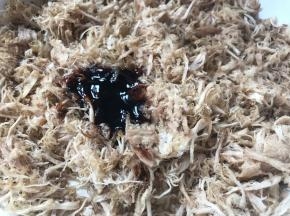加入刚调好的料汁，继续煎炒出香味