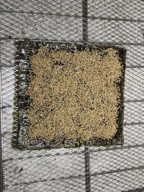 撒白芝麻，不要太多，按压紧实