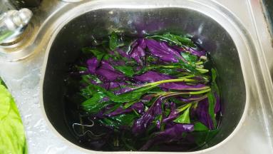 紫贝菜泡洗干净