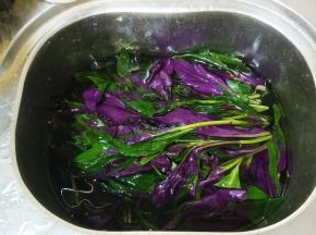 紫贝菜泡洗干净