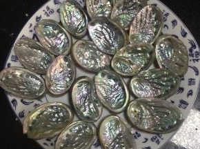 鲍鱼壳用牙刷刷洗干净，整齐的摆在盘子里备用。