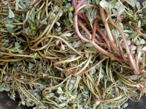 新鲜马齿苋洗净。