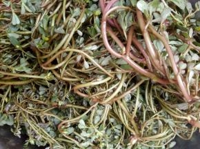 新鲜马齿苋洗净。