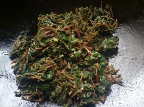 放入焯好水的马齿苋。