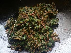 放入焯好水的马齿苋。