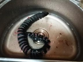 白鳝让商家处理好，回家后用盐腌洗身上粘液