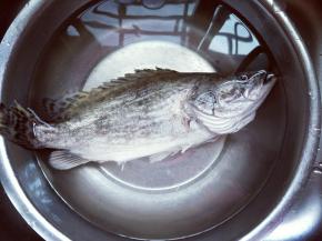 买回来的桂鱼洗干净，清蒸一定要选活杀的！这样味道口感才会好！