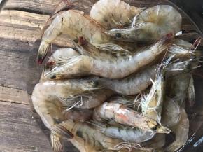 将基围虾洗净，剪去虾须