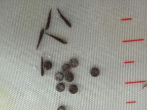 取适量搓细条做出眉毛来