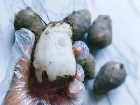 戴上手套将芋头去皮，洗干净。