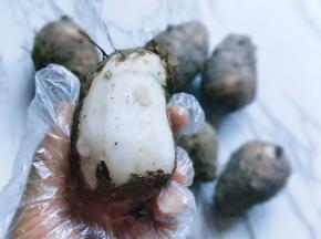 戴上手套将芋头去皮，洗干净。