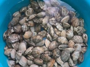 花蛤提前用适量的清水，加少许盐，几滴油、让花蛤吐沙，中途多换几次水，我买的这个干净，买的时候可以问下卖家花蛤需不需要吐沙哦！