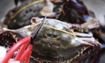 首先把买回来活的梭子蟹身上带的皮筋，用剪子剪断皮筋后去掉皮筋（大家都知道梭子蟹身上绑皮筋是为了螃蟹在运输过程中挣扎反抗后，螃蟹身上的腿就会在反抗中断掉，所以为了保证螃蟹的完整性，必须要给螃蟹绑上皮筋，以保证螃蟹的完整哟），把梭子蟹身上带的散落的碎渔网清除干净后；