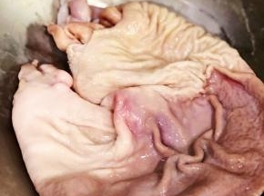 此时你会看到热锅把猪肚表面滑滑的粘液都吸在锅壁上了，将猪肚的两面往锅壁来回沾，然后取出，用清水冲洗。表面的粘液全部洗干净后。好快吧。