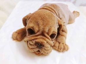 这小可怜的眼神儿