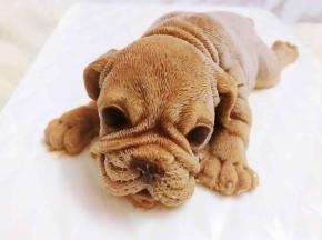 这小可怜的眼神儿