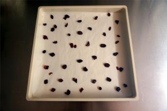 方形烤盘垫上油纸，撒上适量的蔓越莓干。