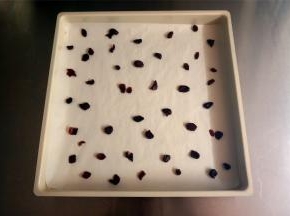 方形烤盘垫上油纸，撒上适量的蔓越莓干。