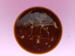 蛋黄打散，倒入放凉的咖啡里。搅拌均匀。