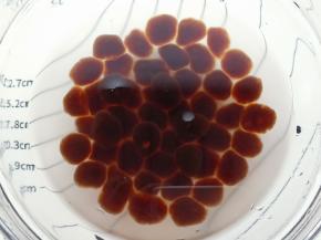 锅里放入清水，水开放入珍珠球，水最好多一点。中小火开锅煮15分钟。煮好捞出来放进冰水里(放进冰水里更Q哦！)