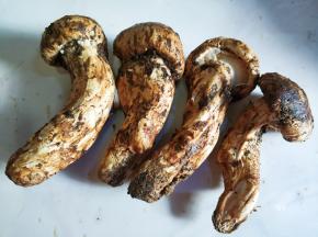 松茸用水冲洗干净，刮去黑膜。