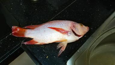 立鱼让商家处理好