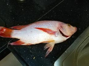 立鱼让商家处理好