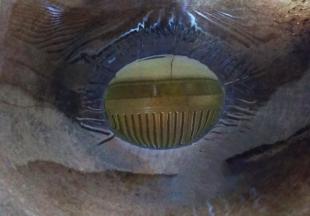 热锅倒入适量的菜籽油