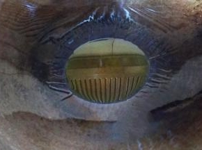 热锅倒入适量的菜籽油