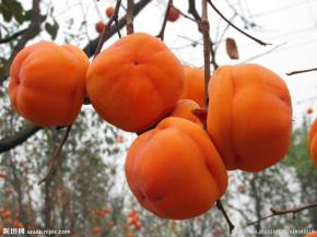 参考这个盘柿做的