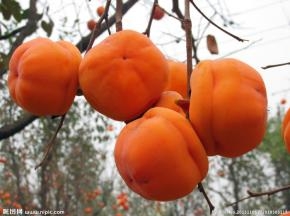 参考这个盘柿做的