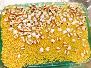 小米和薏仁淘洗干净