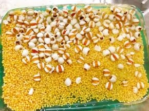 小米和薏仁淘洗干净