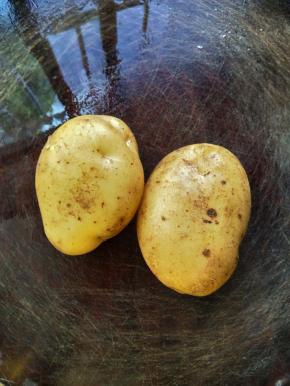 准备好两个土豆，然后去皮。