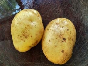 准备好两个土豆，然后去皮。