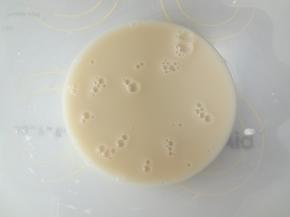 用筷子酵母搅拌完全融化看不到颗粒