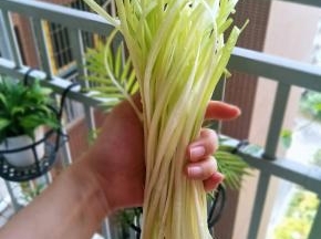 把韭黄头尾不好的去掉，洗干净，切成小段