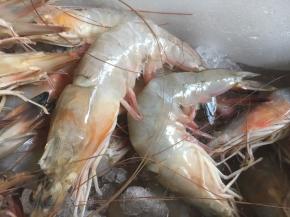 要吃好虾，还得买好虾，选虾时一定要选择虾体完整、甲壳不脱、外壳清晰鲜明、肌肉致密、尾节伸屈性强，体表洁净有干燥感的为佳。变质、变色、体表冷红、串血水、节间松弛，或有异常气味的，不宜食用。