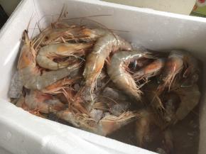 虾中含有20%的蛋白质，是蛋白质含量很高的食品之一，是鱼、蛋、奶的几倍甚至十几倍，虾和鱼肉相比，所含的人体必需氨基酸缬氨酸并不高，但却是营养均衡的蛋白质来源，另外，虾类含有甘氨酸，这种氨基酸的含量越高，虾的甜味就越高。