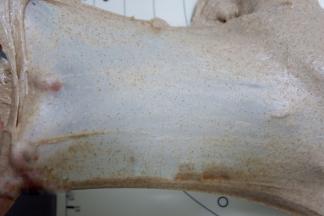 即能拉出薄和不易破的手套膜