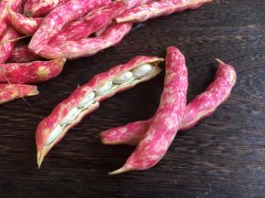 质量好的黄金勾豆角，豆荚果呈粉红色和奶白色相间的花纹，豆荚饱满，有光泽，鲜嫩清香。