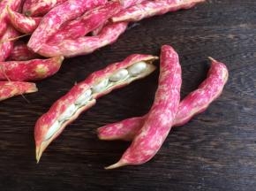 质量好的黄金勾豆角，豆荚果呈粉红色和奶白色相间的花纹，豆荚饱满，有光泽，鲜嫩清香。