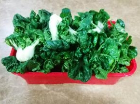 小白菜洗干净