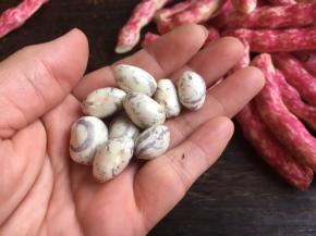 青白色的豆粒有浅紫色的花纹，豆粒肉质相当饱满，煮熟了之后糯糯的，超级好吃。