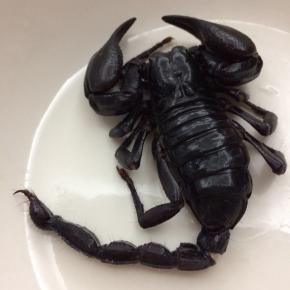 蝎子的毒基本都在尾部，我们要把尾巴处理一下