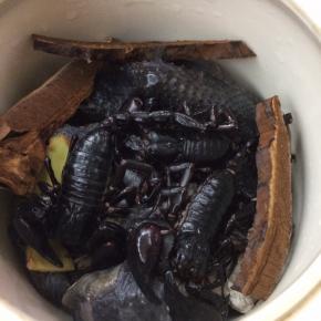 乌鸡、灵芝、蝎子、瘦肉、姜片放入炖盅内