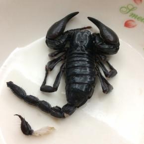 把尾巴最后一节剪掉不要